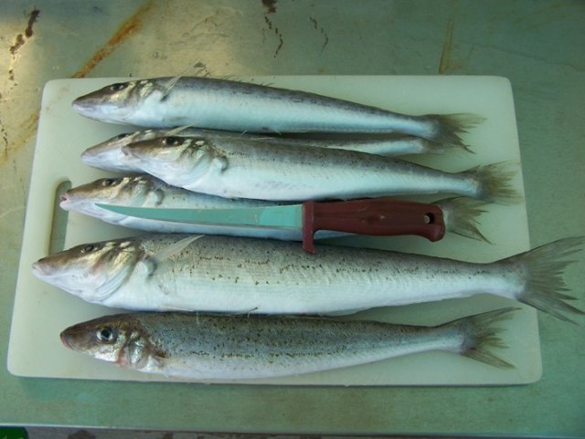 Few whiting