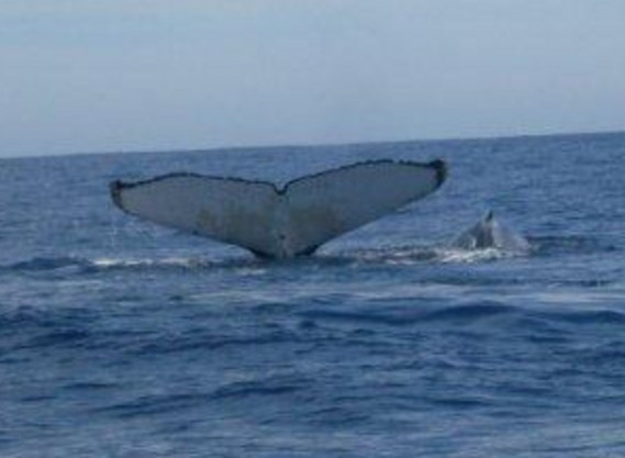 Whales at play