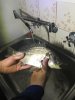 Black bream at bandy creek