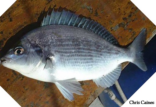 bream