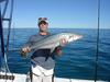 Murions Broad Barred Mackeral