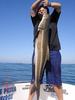 Cobia!!