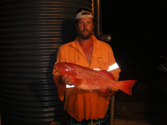 coral trout