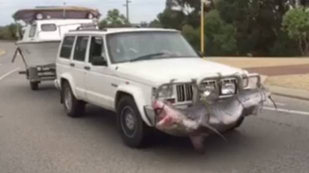 Bull shark on Bull bar = WTF