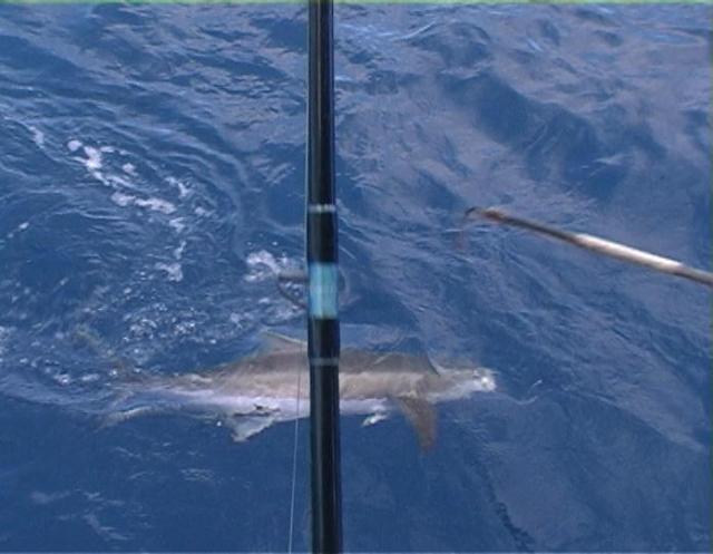 Port Hedland Harbour Cobia