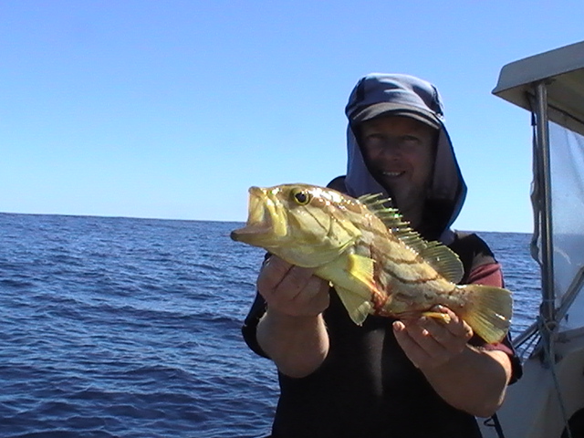  comet grouper (baby).