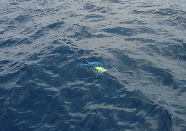 Ewan's Dolphinfish