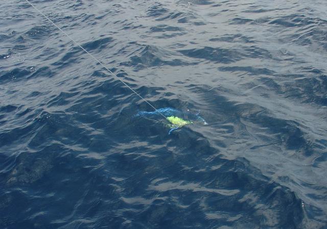 Lit up dolphinfish Lit up dolphinfish