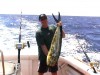 Dolphinfish