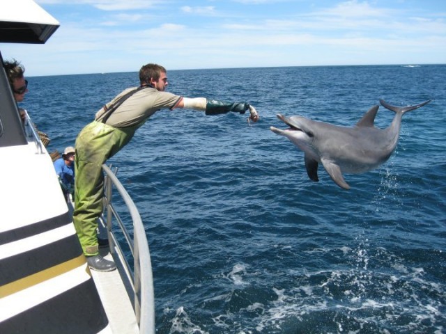 two rocks dolphin