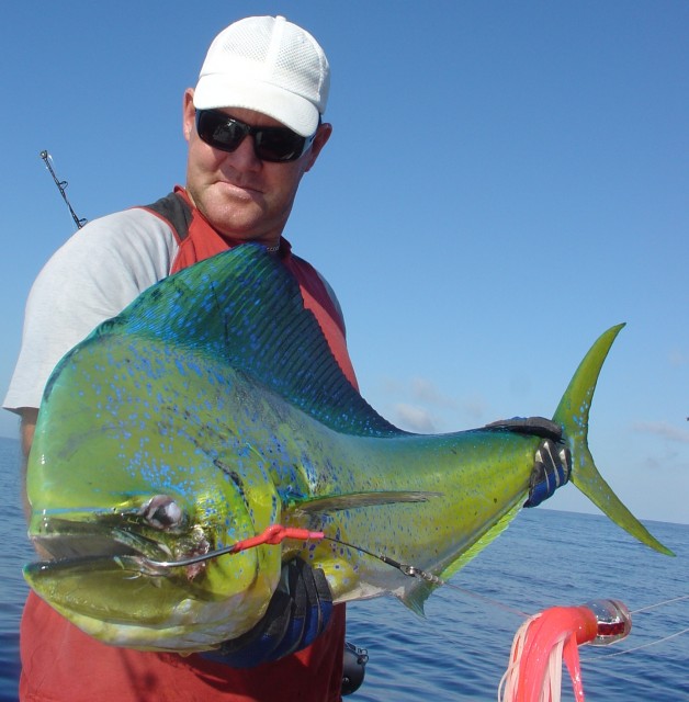 Dolphinfish Closeup