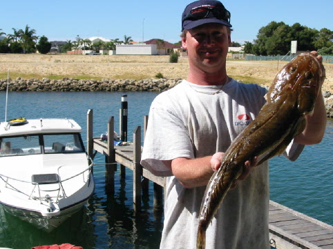 Mandurah flathead.