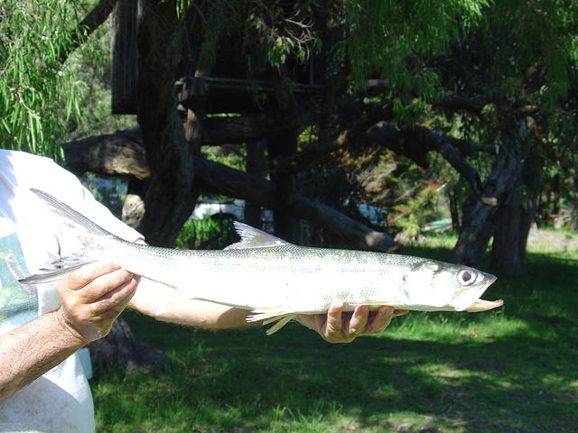 Giant Herring