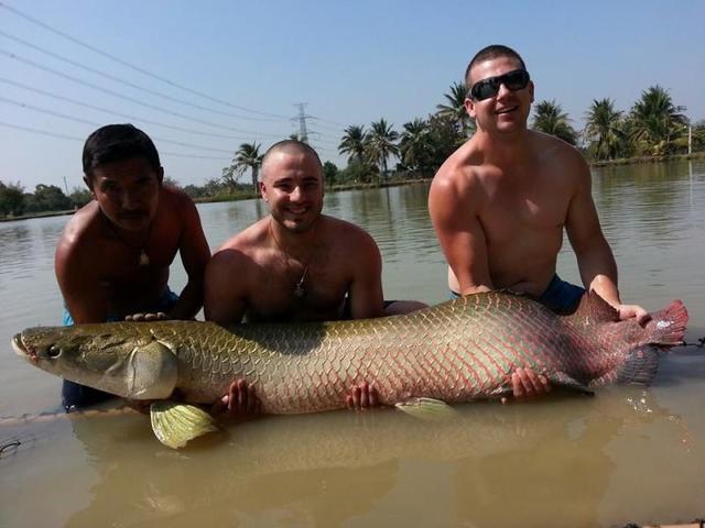 75kg Arapaima gigas