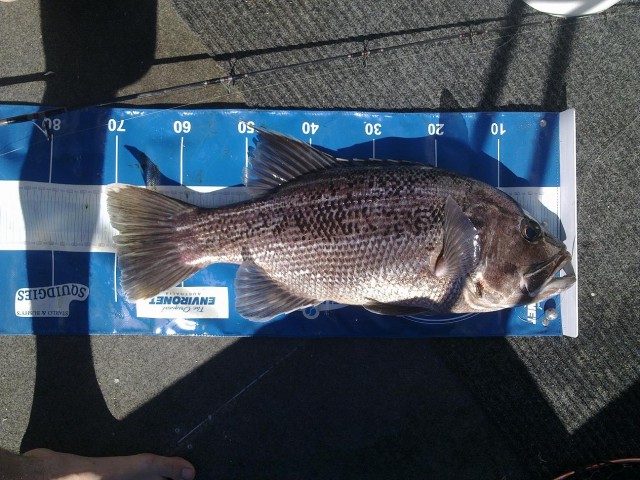 PB dhuie