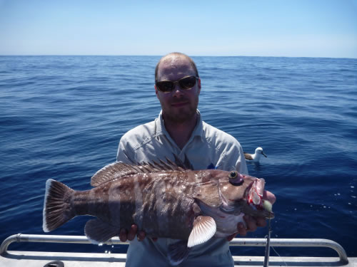 72cm Grey-Barred Cod 1/10/10