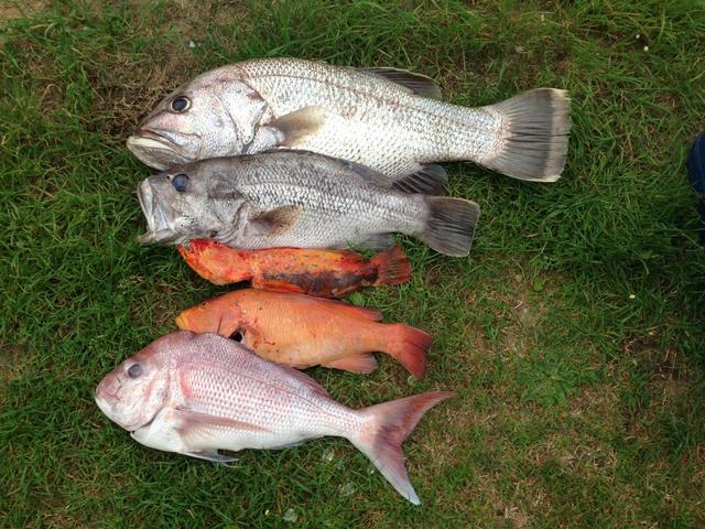 Cape nat fishing today with the old man 