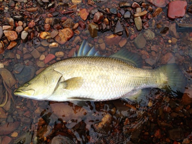 Barramundi 70cm