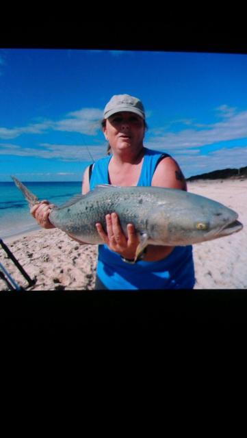 Salmon caught at Eagle Bay April 2014