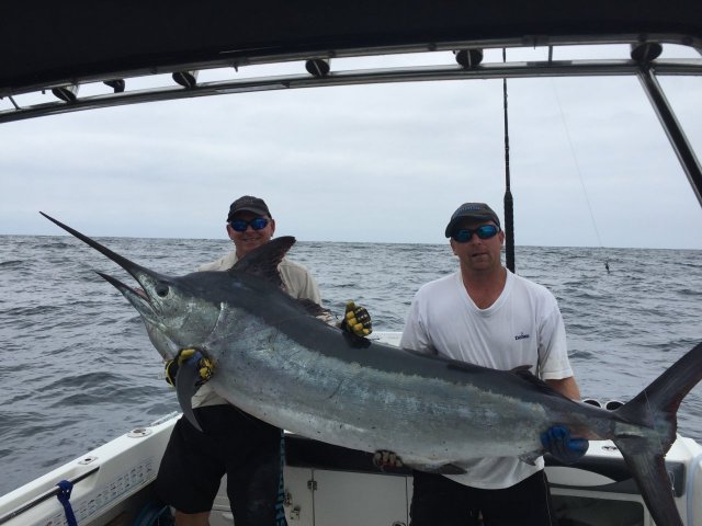 Black marlin