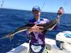 Coral bay cobia