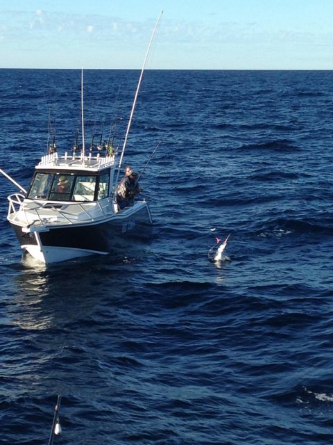 Small black during the recent Billfish comp in Dampier