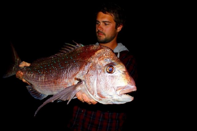 First fish for the landbased snapper season