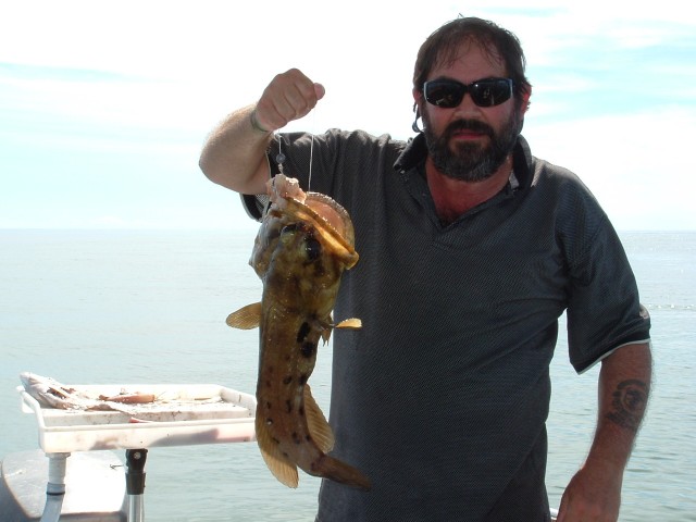 Exmouth jawfish