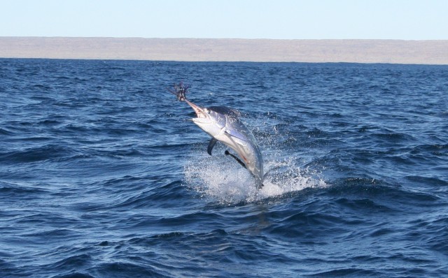 My first marlin 2006 cropped