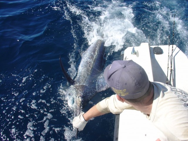 Releasing a Small Black Marlin