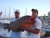 Epinephelus marginatus (Mero)