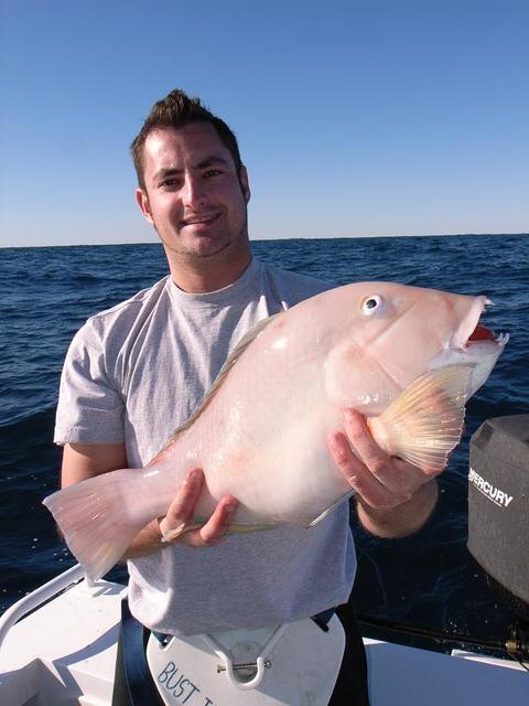 Nice Baldchin Groper for Kletch