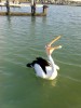 Pelican