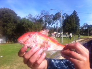 Goatfish in the swan??