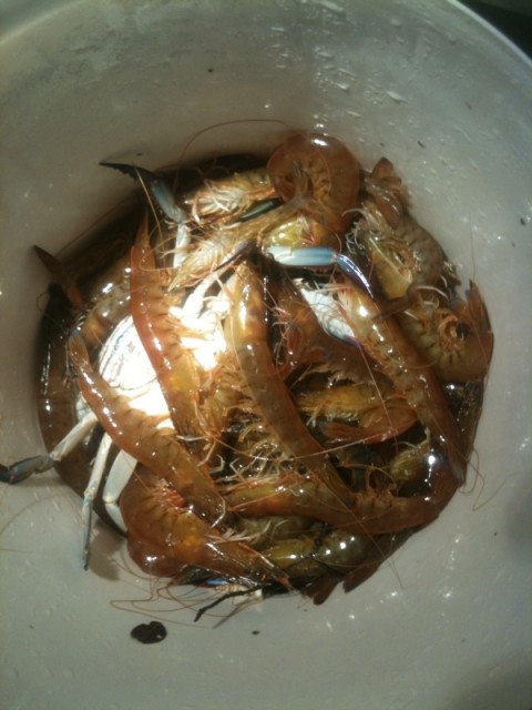 Few swan prawns