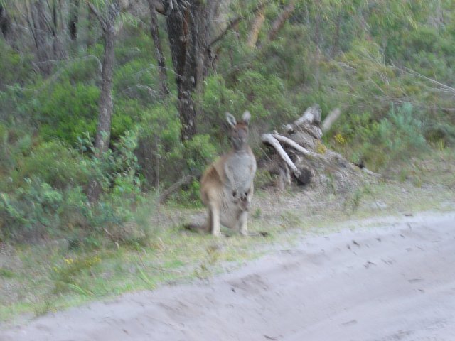 Skippy and Baby