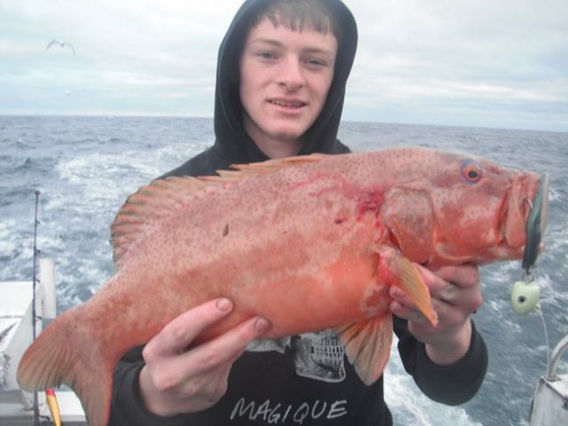 Abrolhos Trout