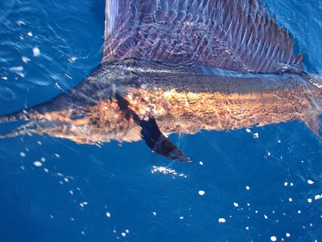 Sailfish