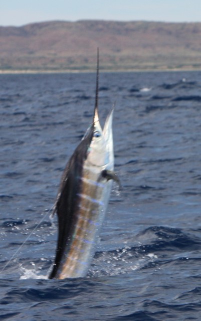 Sailfish Closeup Sailfish Closeup