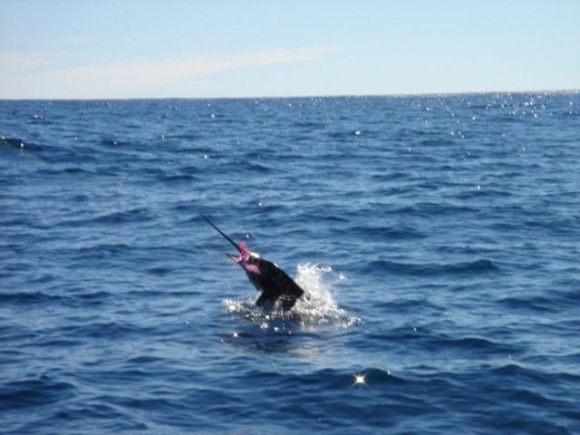 Sailfish on Richter Skirt