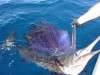 Bruiser's Sailfish