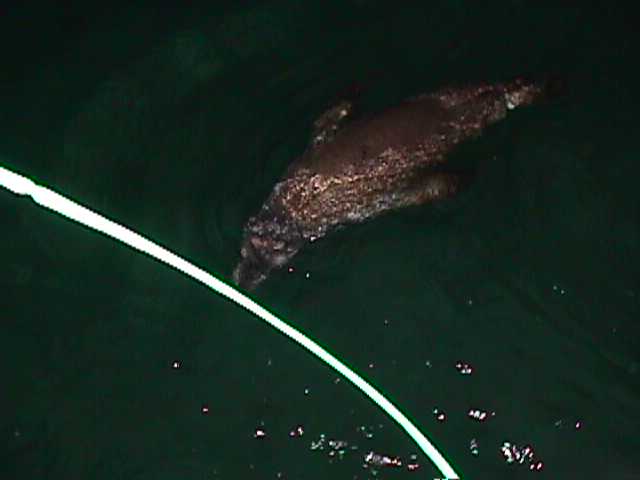 Inquisitive Seal