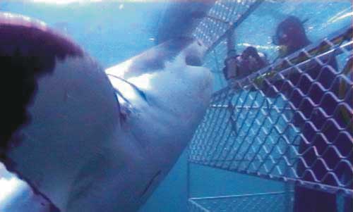 White Shark Eye To Eye With Diver