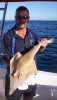 Shovelnose ray