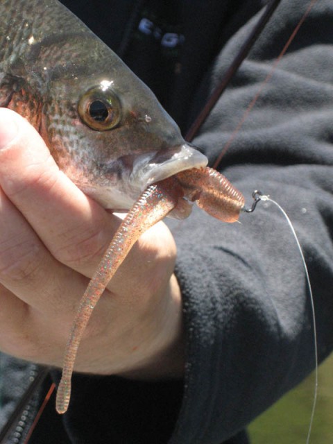 Snapback bream closeup