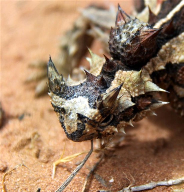 Thorny Devil