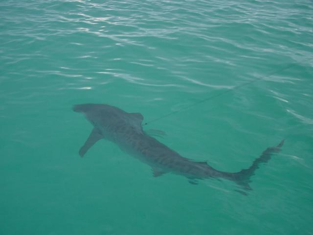 Tiger Shark