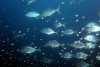 The trevally entourage