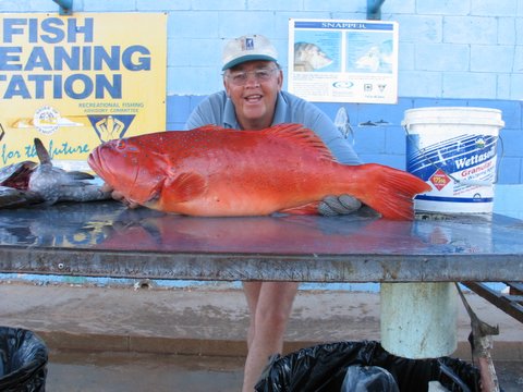 Old coral trout photo