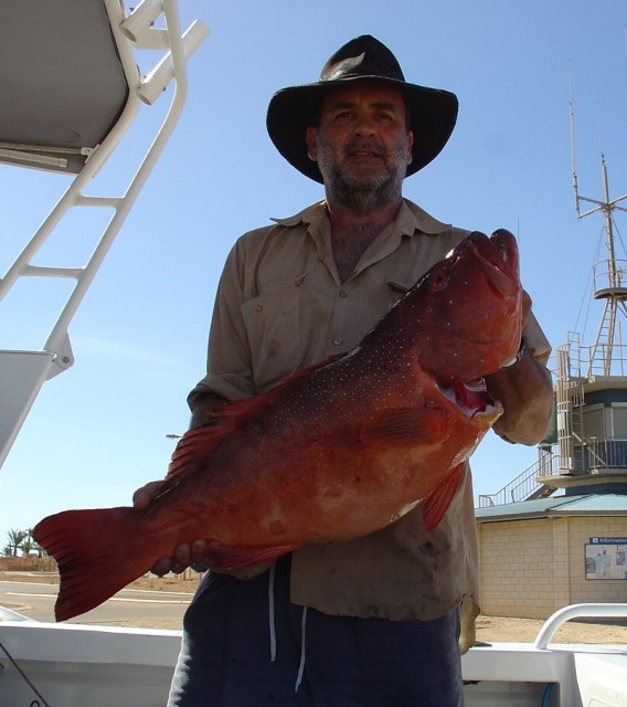 Coral Trout